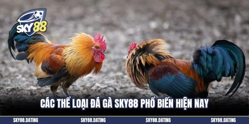 Các thể loại đá gà SKY88 phổ biến hiện nay