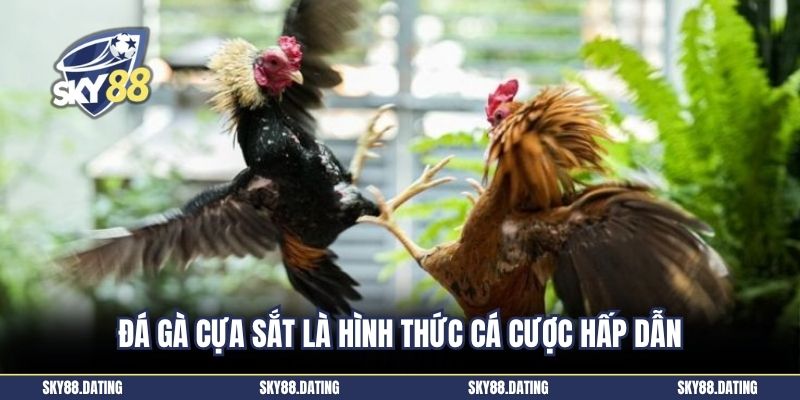 Đá gà cựa sắt là hình thức cá cược hấp dẫn